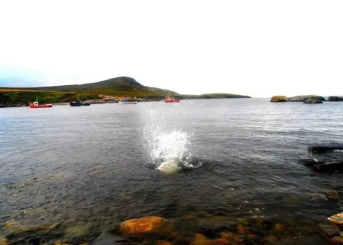 The Yellow Rose Belderg